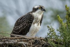 Osprey Lookout