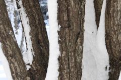 Snow Trees