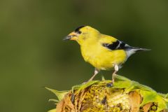 American Goldfinch