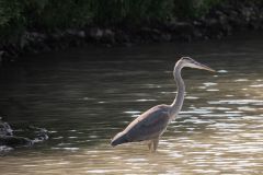 Great Blue Heron Fishing