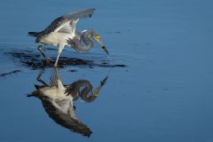 Blue Heron with Catch