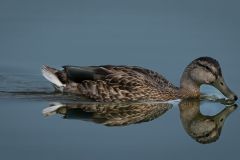 Mallard Hen