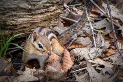 Chipmunk in Leaves