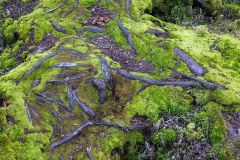 Roots and Moss