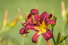 Crimson Pilot Daylily