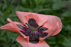 Oriental Poppy