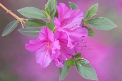 Azaleas in the Spring