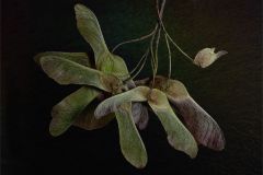 The Samara Fruit