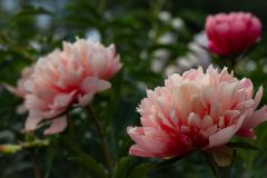 Peonies