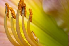 Closeup