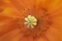 Dreamy Summer Poppy