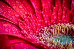 Gerbera Droplets