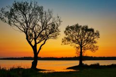 Trees at Dawn