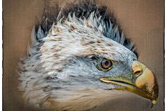 Eagle Portrait