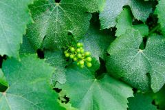 Grapes