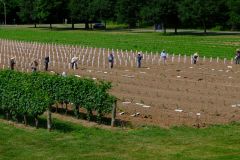 Vineyard Workers