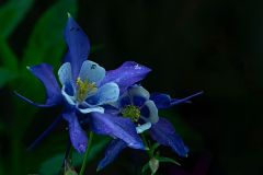 Columbine