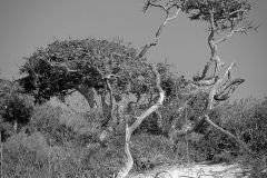 Dune Trees