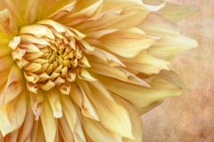 Dahlia Gold