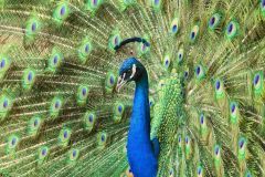 thumbs_202324C1-N-521-S-Male_Peafowl_During_Mating_Display