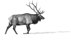Bull Elk