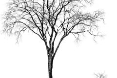 The Elm