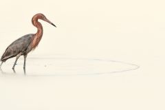 Red Egret in Still Water