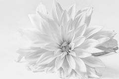 Purity