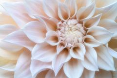 Dreamy Dahlia