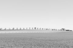 Trees and Fences