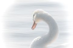 Behold the Pale Swan