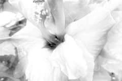 Glorious Hibiscus