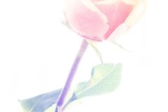 Rose in Bloom