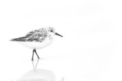 Reflective Sandpiper