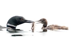 Snack Time for Loon Chick