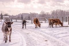 Snow Day at the Farm