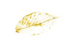 Remnants of Autumn