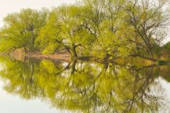 Bright Spring Trees