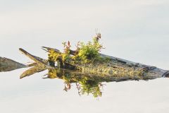 Sunny Morning Lake Log