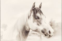 Get Off Your High Horse