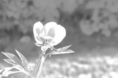 Delicate Bloom