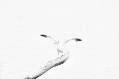 Taking Flight