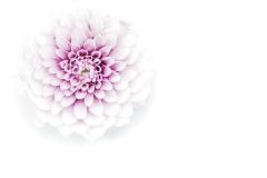 Dahlia on White