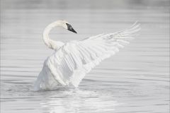 Swan Song
