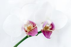 Orchid in Light