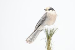 CANADA JAY