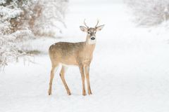 Young Buck on a Winter's Day