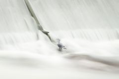 Gull-Rilla in the Mist