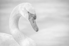 Swan a High Key Study 1