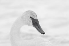 Swan a High Key Study 2